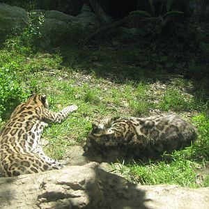 Ocelots