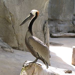 California Brown Pelican