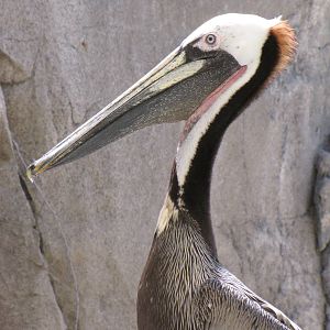 California Brown Pelican