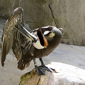 California Brown Pelican