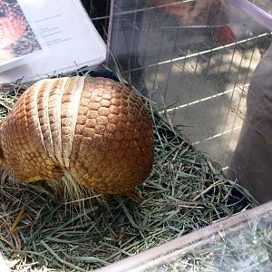 Southern Three-banded Armadillo - Animals and You