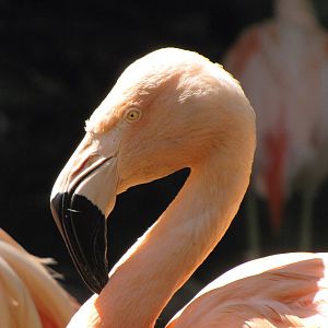 Chilean Flamingos