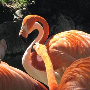 Caribbean and Chilean Flamingos