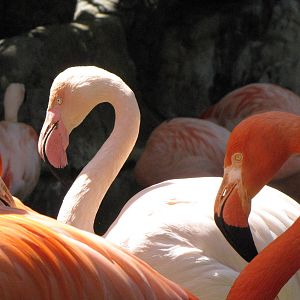 Caribbean and Chilean Flamingos