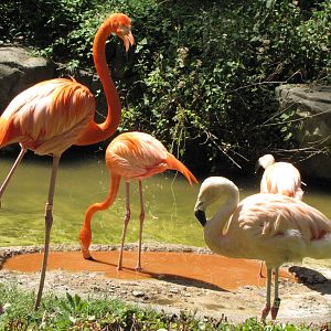 Caribbean and Chilean Flamingos