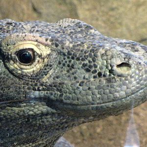 Komodo Dragon