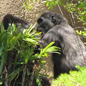 Western Lowland Gorillas