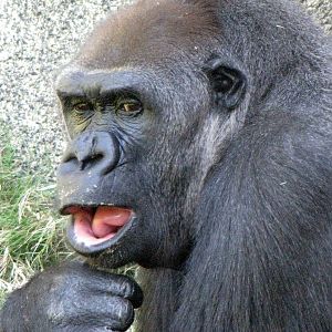 Western Lowland Gorilla