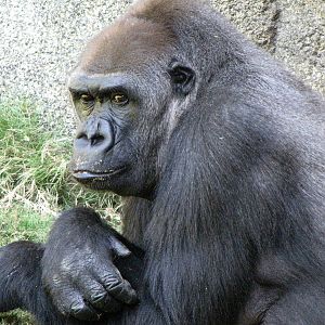Western Lowland Gorilla