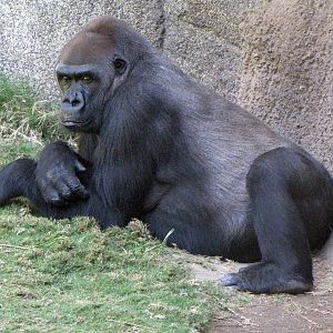Western Lowland Gorilla