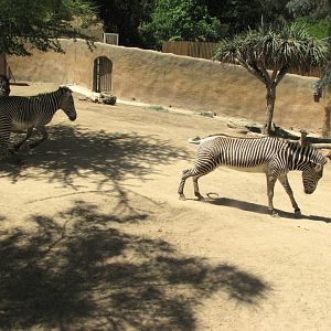 Grevy's Zebras on the Gallop