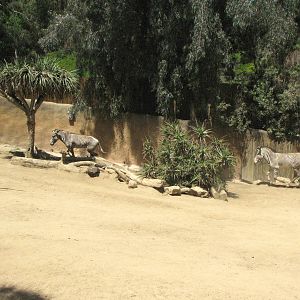 Grevy's Zebra on the Gallop