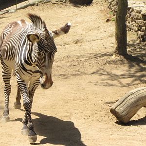 Grevy's Zebra