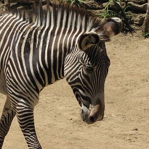 Grevy's Zebra