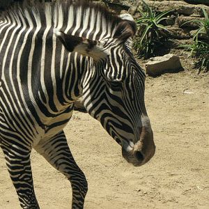 Grevy's Zebra