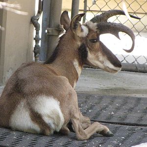 Peninsula Pronghorn