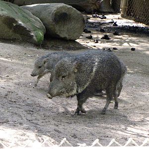 Chacoan Peccaries