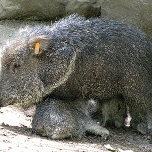 Chacoan Peccaries