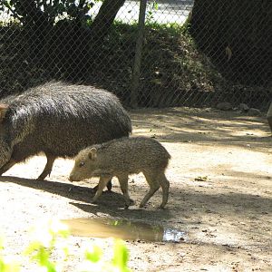 Chacoan Peccaries