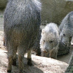 Chacoan Peccaries