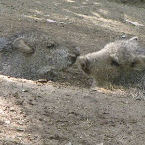 Young Chacoan Peccaries