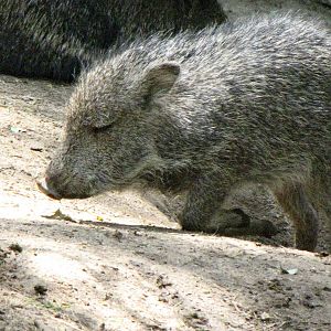 Young Chacoan Peccary