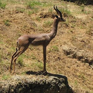 Male Gerenuk