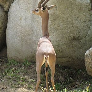 Male Gerenuk