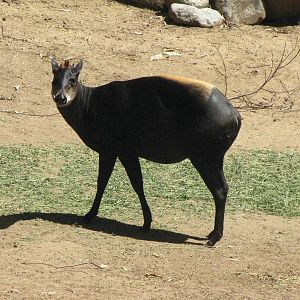 Yellow-Backed Duiker