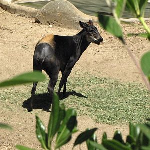 Yellow-Backed Duiker