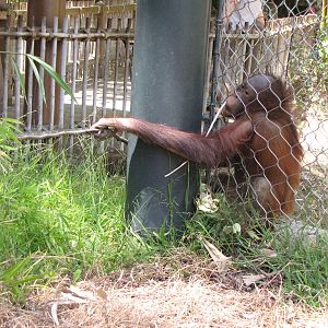 Bornean Orangutan