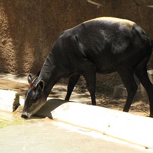 Yellow-Backed Duiker