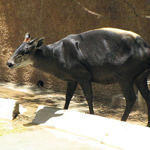 Yellow-Backed Duiker