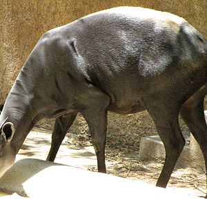 Yellow-Backed Duiker