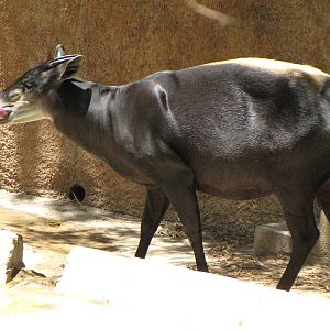 Yellow-Backed Duiker