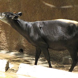 Yellow-Backed Duiker