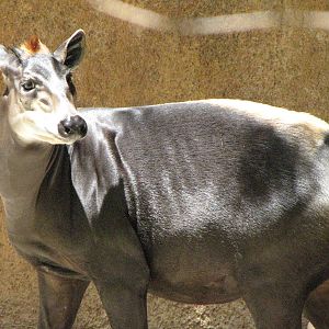 Yellow-Backed Duiker