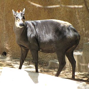 Yellow-Backed Duiker