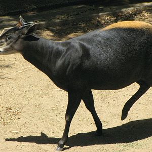 Yellow-Backer Duiker