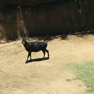Yellow-Backed Duiker