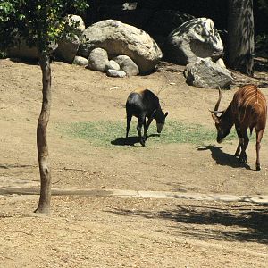 Bongo and Yellow-Backed Duiker