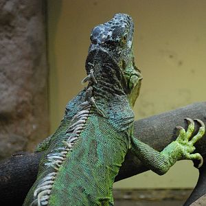 Iguana
