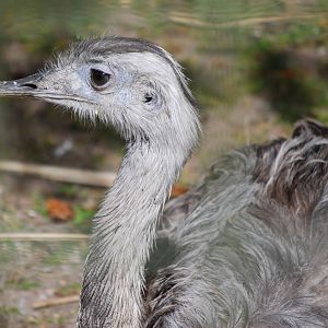 Common Rhea