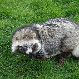 Raccoon Dog