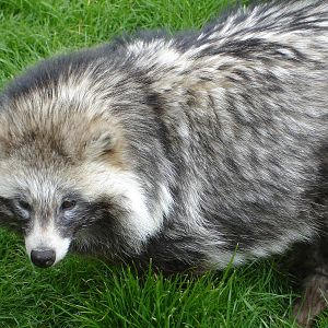 Raccoon Dog