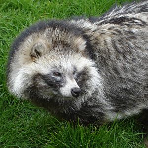 Raccoon Dog