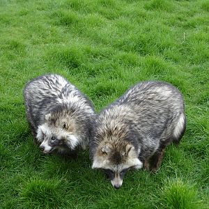 Raccoon Dogs