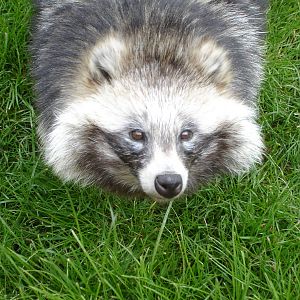 Raccoon Dog