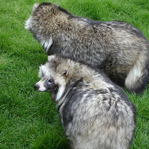 Raccoon Dogs