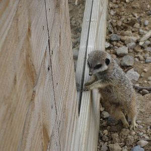 Meerkat at the window